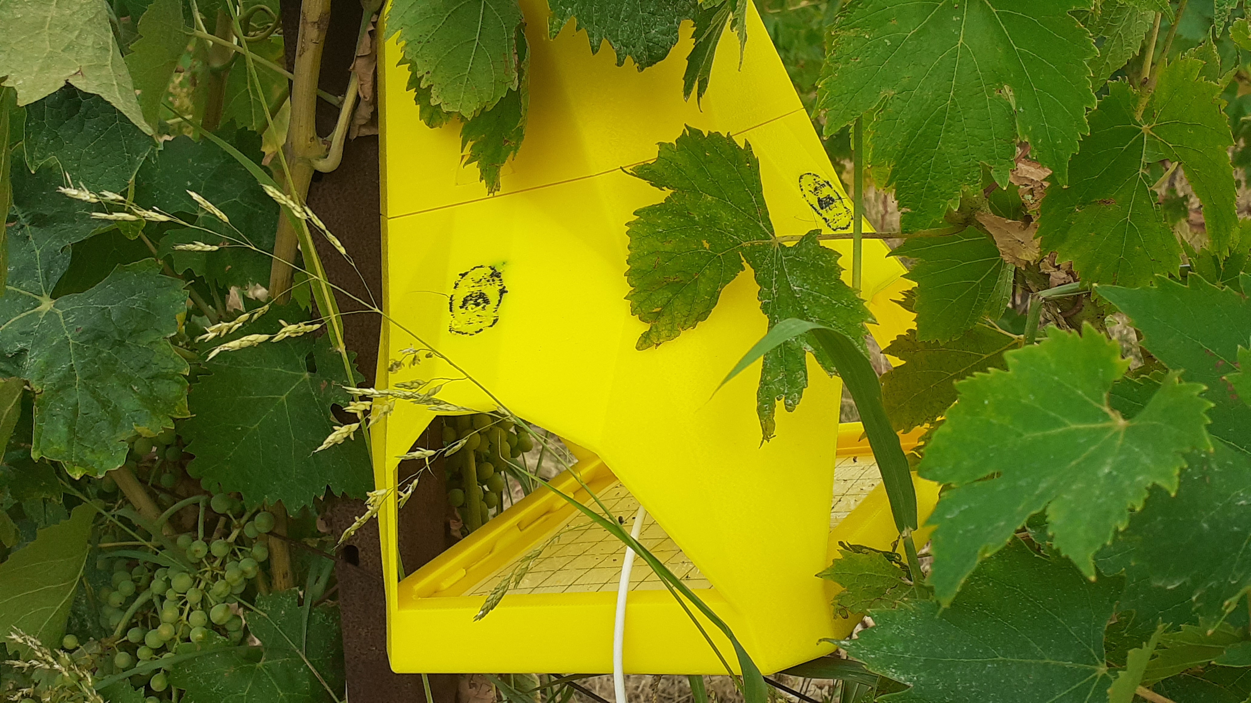 BugSnap installata su ceppo vecchio